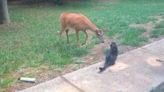 Кошка против оленя - смотреть видео (0:53)