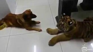 Собака против тигра - смотреть видео (0:27)