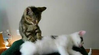 Котёнок массажист - смотреть видео (0:23)