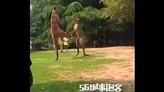 Мужики против кенгуру - смотреть видео (3:06)