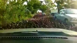 Миллионная стая уток - смотреть видео (2:17)