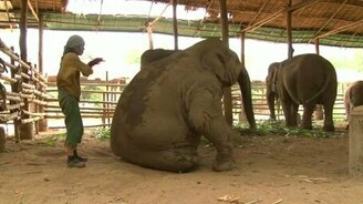 Уложила слониху спать - смотреть видео (2:23)