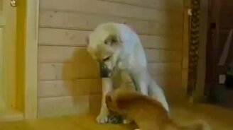 Как собака дружит с кошкой - смотреть видео (1:16)