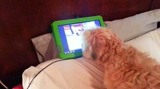 Увидела любимого по Скайпу - смотреть видео (0:19)