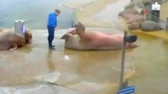 Тюлень убивается - смотреть видео (0:26)