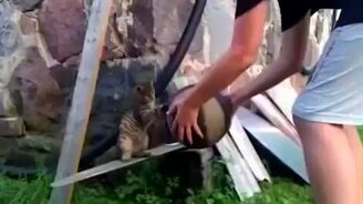 Котёнок и баскетбольный мяч - смотреть видео (0:46)