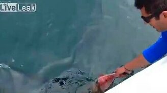 Покормили акул с рук - смотреть видео (0:40)