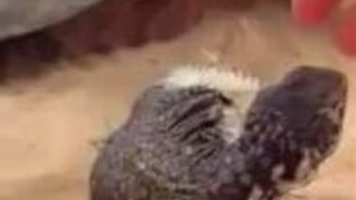 Чешет животик ящерице - смотреть видео (1:07)