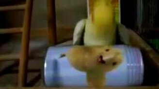 Попугай-дятел - смотреть видео (0:41)