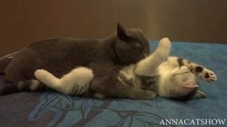 Осторожно, кошачья любовь! - смотреть видео (0:54)