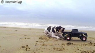 Игривый пёс и маленький внедорожник - смотреть видео (1:10)