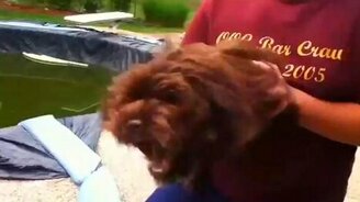 Пёс против листодуя - смотреть видео (1:00)