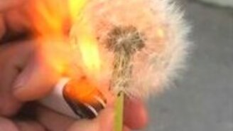 Поджог одуванчика - смотреть видео (0:09)