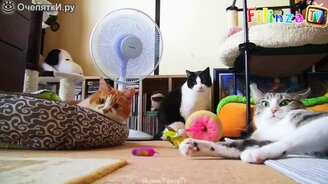 Весёлости и провалы в сборке - смотреть видео (5:00)