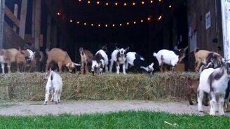 Наводнение из козлят - смотреть видео (0:48)