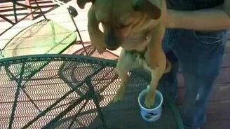 Плавательный рефлекс у собаки - смотреть видео (0:45)