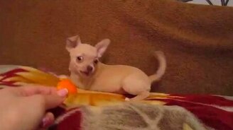 Чихуахуа и апельсиновая корка - смотреть видео (0:46)