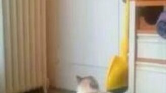 Кошка встречает хозяина-военного - смотреть видео (1:34)