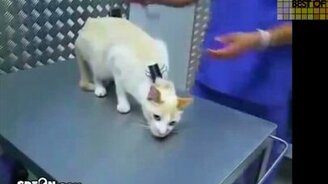 Лучшее с участием кошек - смотреть видео (11:51)