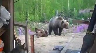 Против медведицы с медвежатами не попрёшь - смотреть видео (0:52)