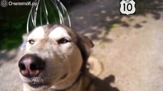 Топ-10 весёлых псов - смотреть видео (15:07)