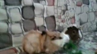 Забавные пушистики - смотреть видео (4:27)