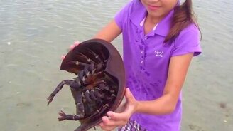 Девочка и мечехвост - смотреть видео (1:12)