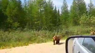 Медвежата на дороге в Якутии - смотреть видео (1:26)