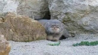 Здесь кто-то чужой!? - смотреть видео (0:29)