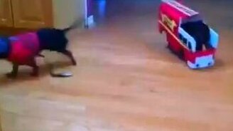 Пожар, пожар! - смотреть видео (0:07)