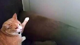 Знакомятся два кота - смотреть видео (0:23)