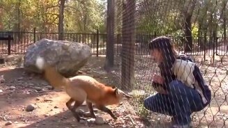 Лиса-попрыгунья - смотреть видео (1:00)