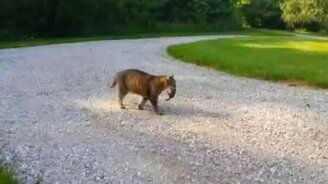 Бурундук против кота - смотреть видео (0:40)