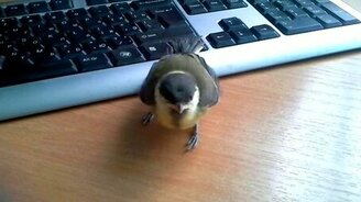 Птенец синички - смотреть видео (0:48)