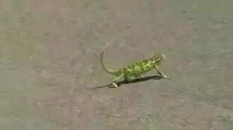 Хамелеон-стиляга - смотреть видео (0:44)