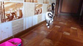 Кошка-Нострадамус - смотреть видео (0:25)