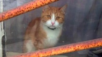 Кот с печальными глазами - смотреть видео (1:53)