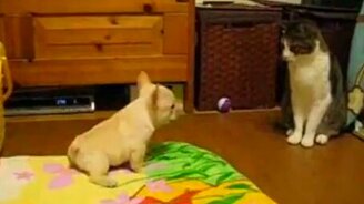 Бульдог задира - смотреть видео (0:56)