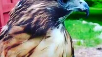 Крик ястреба - смотреть видео (0:08)