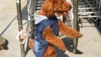 Пёс танцует в ожидании хозяина - смотреть видео (0:37)