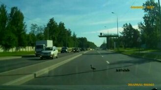 Утки переходят дорогу - смотреть видео (0:59)