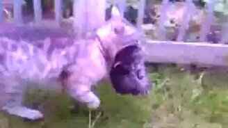 Кошка-мать перетаскивает своего малыша - смотреть видео (2:30)