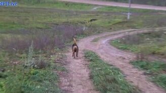 Прогулка деревенской псины - смотреть видео (1:48)