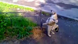 Необычный способ ходить в туалет - смотреть видео (0:06)