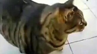 Толстый котяра ловит кайф - смотреть видео (0:32)