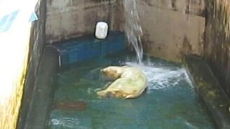 Мишка балдеет от воды - смотреть видео (4:44)