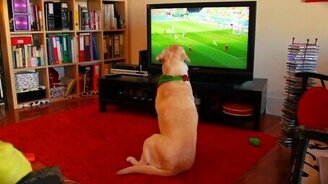 Пёс-фанат расстроился - смотреть видео (0:28)