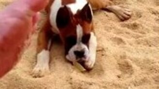 Пёс ест кусочек лайма - смотреть видео (1:21)