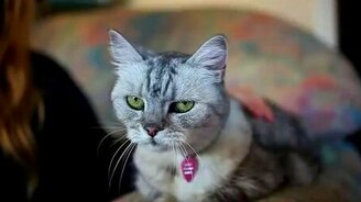 Самая громкая кошка - смотреть видео (0:25)