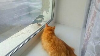 Котейка и воронёнок - смотреть видео (6:31)